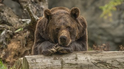 Медведица фотографировалась в лесу