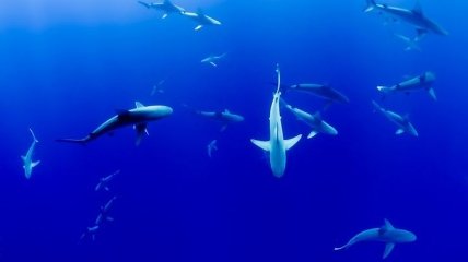 Интересный факты об акулах, о которых вы точно не знали (Фото)