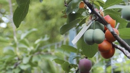 Создано дерево, на котором растет 40 видов фруктов (Видео)