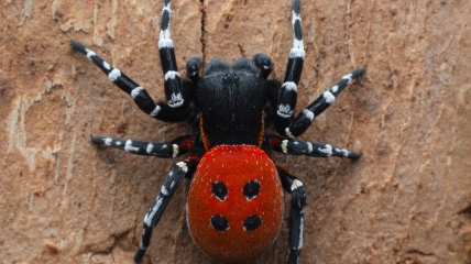 Вид паука является одним из очень редких