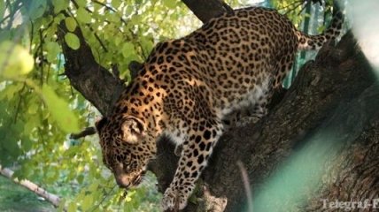 Азербайджанские ученые смогли сфотографировать редкого леопарда
