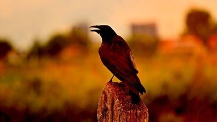 Интересные факты о воронах, которые знают далеко не все (Фото)