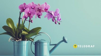 Щоб орхідея була здоровою, її не можна поливати хлорованою водою (зображення створено за допомогою ШІ)