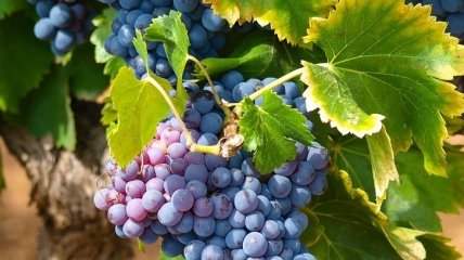 Все любят виноград: полезные свойства и возможный вред