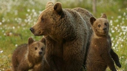 Медведицы ради спасения детей перебираются жить ближе к людям 