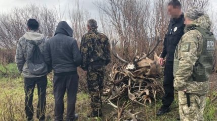 "Собирали оленьи рога": В Чернобыльской зоне задержали нарушителей