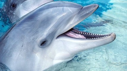Содержание ртути в организме человека помогли обнаружить дельфины 
