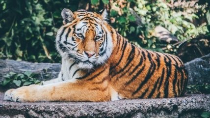 У левів та тигрів Нью-Йоркського зоопарку підтвердили Covid-19