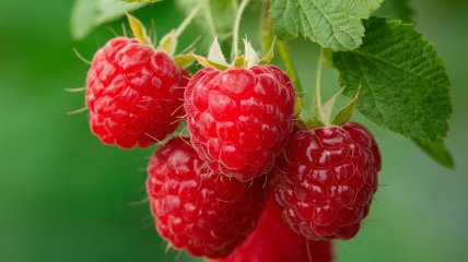 Малина требует правильного ухода (изображение создано с помощью ИИ)