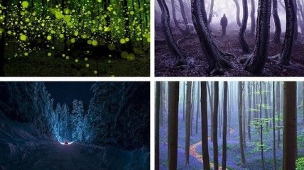Мистические и невероятно красивые леса со всего мира (Фото)