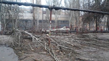 В Николаеве сильным ветром "сдуло" 100 деревьев 