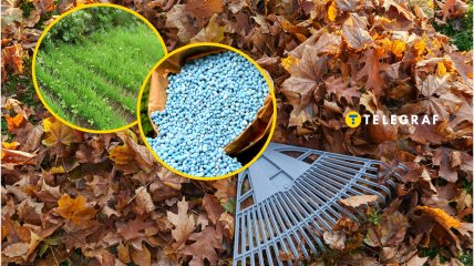 Осенью огород нуждается в подкормке