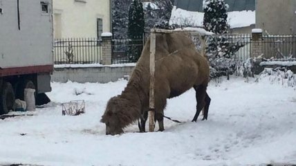 На Тернопольщине цирк из Грузии бросил на произвол судьбы верблюда