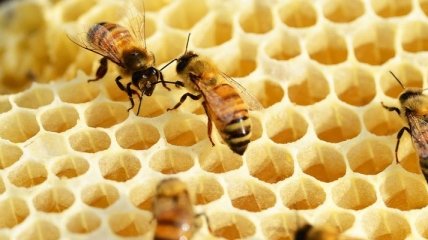 Приметы и обряды на 10 октября - Савватий-пчеловод