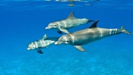 Дельфинов хотят научить спасать вымирающих морских животных