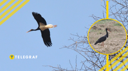 Аист черный