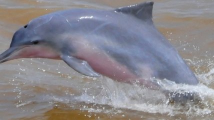 В Венесуэле голод -  начали есть дельфинов (фото)