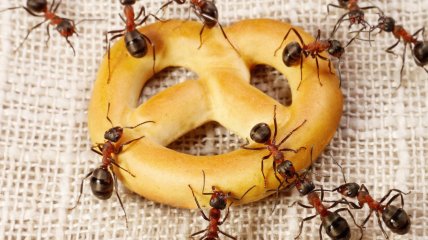 Избавиться от мелких вредителей можно, используя разные способы