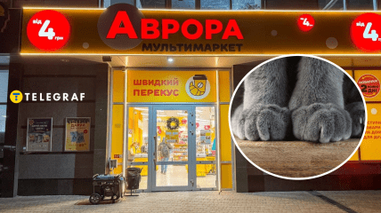 Кіт в "Аврорі"