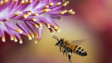 Сегодня Всемирный День пчел 2019