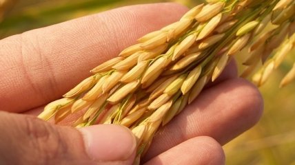 Украина снизила экспорт зерновых культур