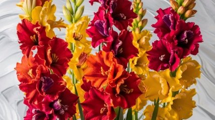 Це чутливі до холоду квіти