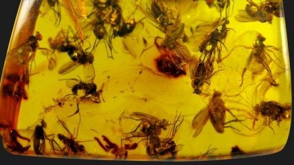 В Китае обнаружили ранее неизвестное насекомое 