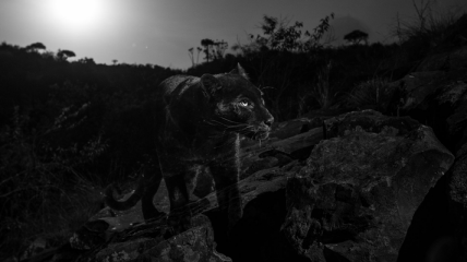 Впервые за 100 лет был замечен редкий черный леопард (Видео)