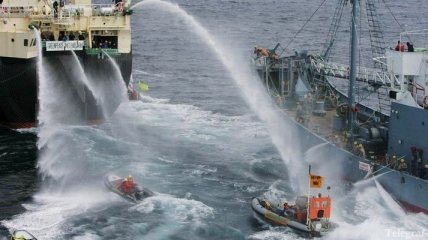 Япония назвала причины отлова китов