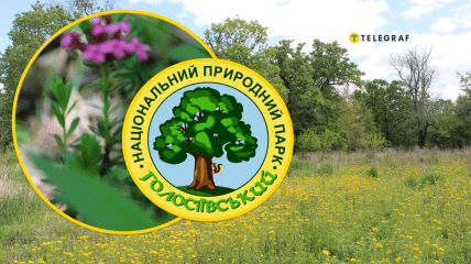 Що цікавого росте у Національному природному парку "Голосіївський"