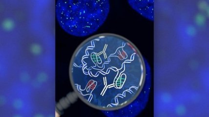 В клетках человека нашли новую форму ДНК