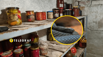 У погребі може бути не лише консервація