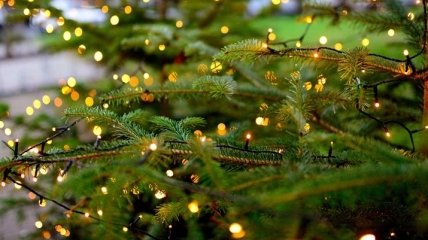 "Не уничтожайте, а создавайте!": ПЦУ назвала альтернативы "убитой" рождественской елке