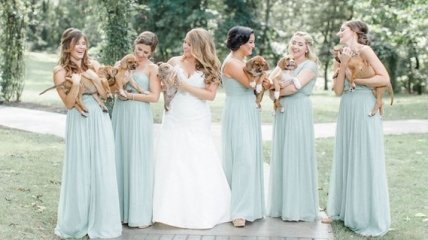 Необычная свадьба: щенки вместо букетов (Фото)
