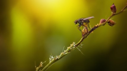 Есть много эффективных и натуральных способов против насекомых