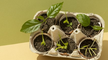 Вирощування розсади — копітка праця