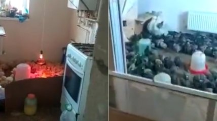 "Фабрика Нашей Рябы": сеть обсуждает видео дома, который арендаторы превратили в курятник