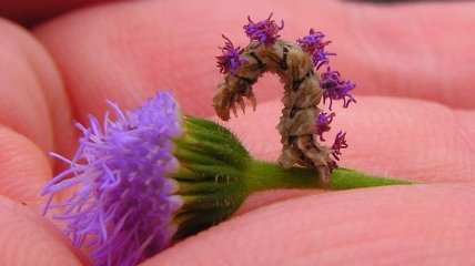 Борьба за выживание: гусеница-цветок и ее защитный механизм (Фото)