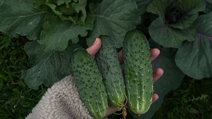 Правильна техніка поливу допоможе збільшити врожайність огірків