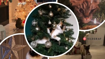 Собрали лучшие видео "поединков" котов с елками