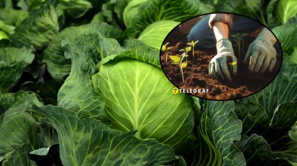 Ультраранние сорта капусты