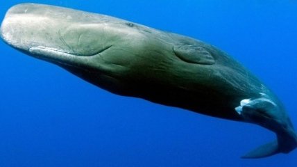 Ученые обнаружили место крупнейшей катастрофы в истории китобойного флота