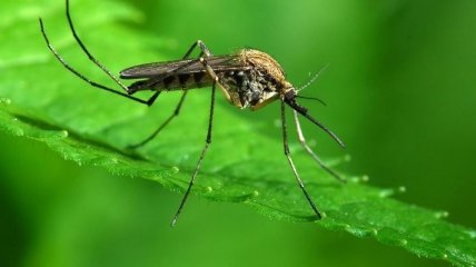 Лето без забот: как защитить себя от укусов насекомых