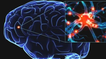 Ученые установили, что мозг человека был образован благодаря гену 