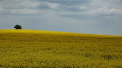 Всемирный банк: Стоимость земли в Украине может вырасти втрое