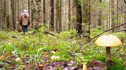 В Сумской области грибник заблудился в лесу и умер от переохлаждения 