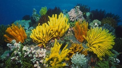 Дары моря: косметика с водорослями