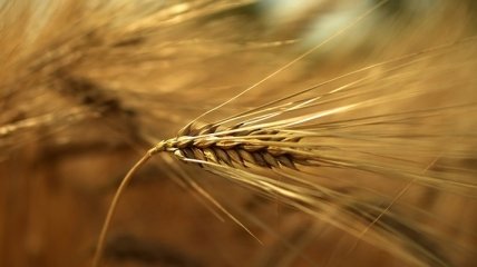 Українські аграрії експортували вже 38 мільйонів тонн зернових