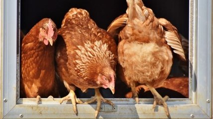Украина будет отправлять яйца и мясо курицы в Сингапур