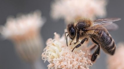Новое исследование объяснило, почему пчелы становятся агрессивными и необучаемыми